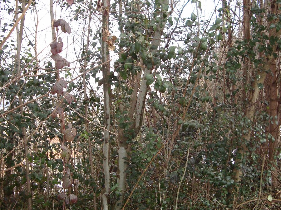 Ligustrum lucidum, ovvero esordio di un''invasione biologica